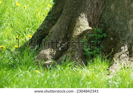 bird nuthatch Sitta europaea is foraging on a tree trunk, search picture