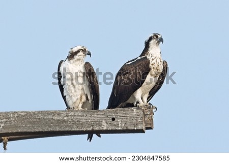 Two osprey are perched on wooden posts off a pole are searching for food near Sprague, Washington.