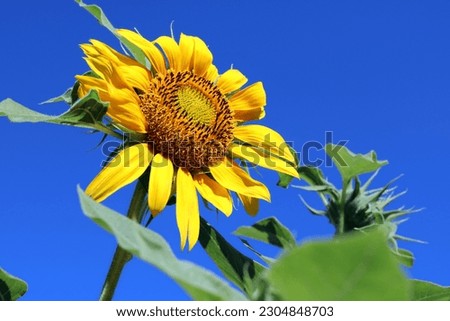 Sunflowers grazed by hungry bees and blue sky background