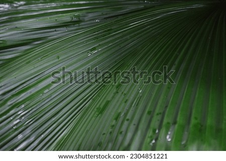 The leaves of the Licuala grandis plant that form a straight line pattern.Closeup Selective focus line leaves.