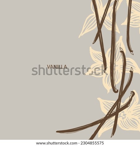 Vanilla. Flower and sticks of vanilla plant. Set with pods, vector image template. Fragrant spices illustration. Abstract background. Hand drawn.For label, poster, card, banner. Design element. Vector Royalty-Free Stock Photo #2304855575