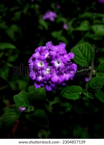 A vintage picture of purple flower.