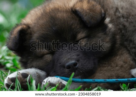A sleeping Eurasian puppy.Cute German breed puppy.