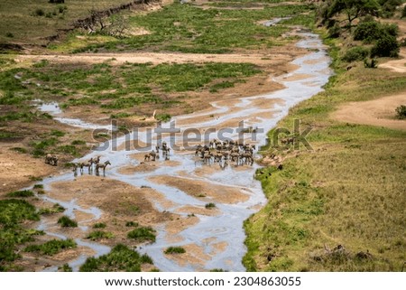 Beautiful landscape in Tarangire National Park, as zebras drink from a river Royalty-Free Stock Photo #2304863055