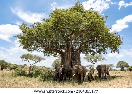 Family of elephants walk away from a Baobab Tree - Tarangire National Park Tanzania Royalty-Free Stock Photo #2304863199