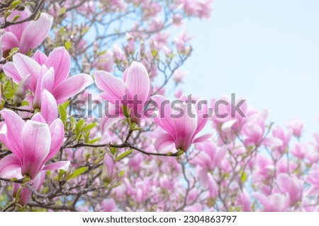 Magnolia flowers with elegant pink petals blooming in spring fabulous green garden, mysterious fairy tale springtime floral sunny background with magnoliaceae bloom, beautiful nature park landscape.