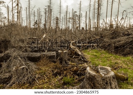 dried trees without leaves in an abandoned forest. Concept of environmental disaster global warming Royalty-Free Stock Photo #2304865975