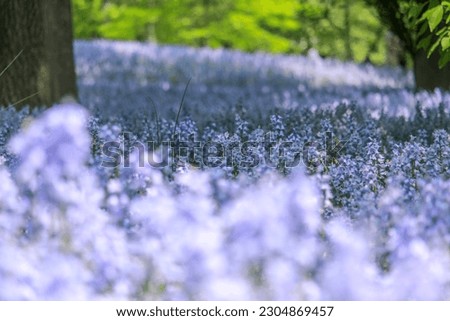 Bluebell Wood in Brooklyn Bontanical Garden Royalty-Free Stock Photo #2304869457