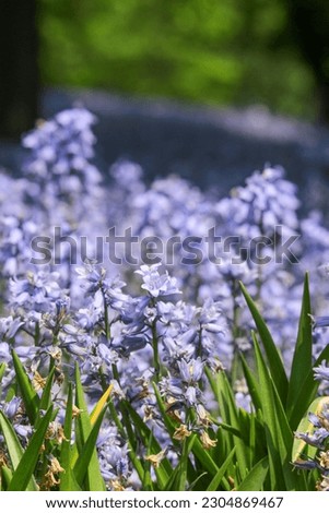 Bluebell Wood in Brooklyn Bontanical Garden Royalty-Free Stock Photo #2304869467
