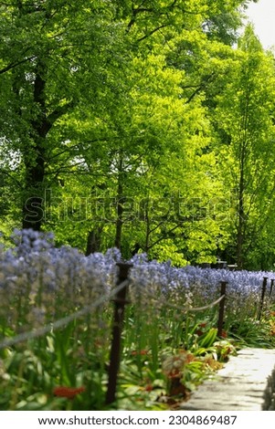 Bluebell Wood in Brooklyn Bontanical Garden Royalty-Free Stock Photo #2304869487