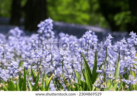 Bluebell Wood in Brooklyn Bontanical Garden Royalty-Free Stock Photo #2304869529