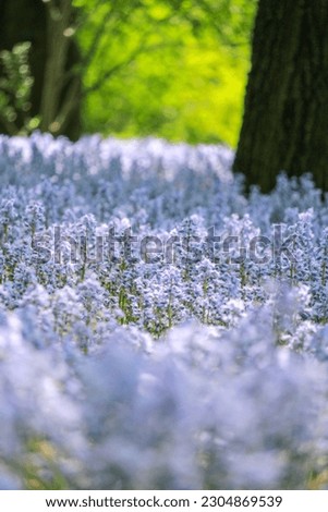 Bluebell Wood in Brooklyn Bontanical Garden Royalty-Free Stock Photo #2304869539