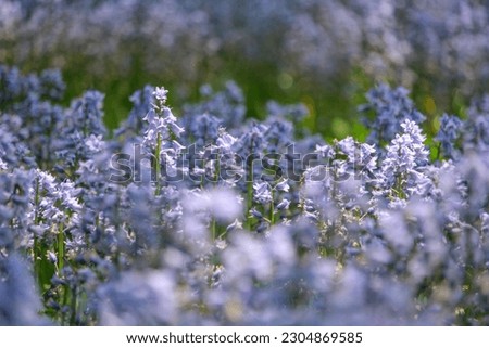 Bluebell Wood in Brooklyn Bontanical Garden Royalty-Free Stock Photo #2304869585