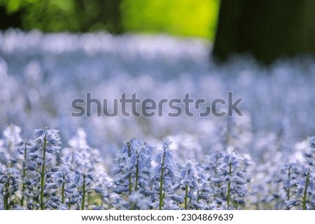 Bluebell Wood in Brooklyn Bontanical Garden Royalty-Free Stock Photo #2304869639