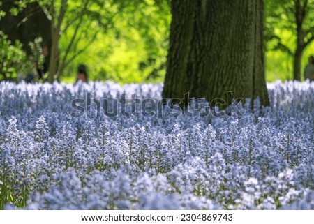 Bluebell Wood in Brooklyn Bontanical Garden Royalty-Free Stock Photo #2304869743