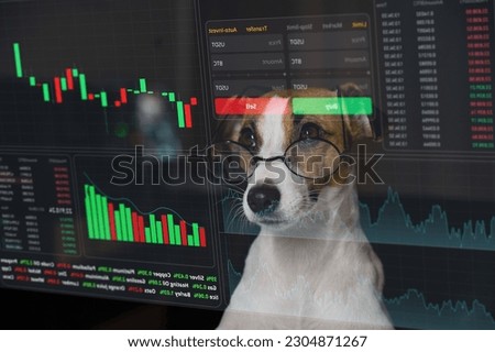 Jack Russell Terrier dog in glasses looks at the HUD menu. Stock charts. brokerage terminal.