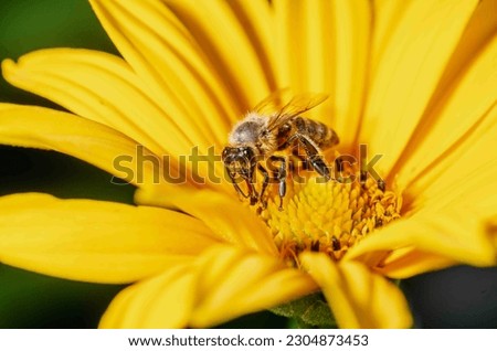 Bee and flower. Close up of a large striped honeybee collecting pollen on a yellow flower on a sunny bright day. summer and spring backgrounds.