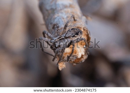 close-up macro photo of a spider on a branch in a natural environment in a forest in Ukraine