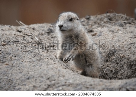 Prairie dogs (Cynomys ludovicianus) adult and baby Royalty-Free Stock Photo #2304874335