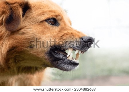Close-up aggressive dog barks, baring teeth. Dangerous Angry Dog  Royalty-Free Stock Photo #2304882689