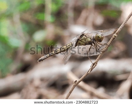 A Dragonfly On A Small Wooden Branch. A Dragonfly Is a Flying Insect Belonging To The Infraorder Anisoptera Below The Order Odonata. 