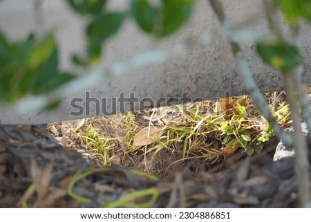 a big hole dig by animal under wall 