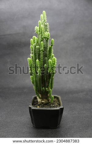 Cactus plants in small pots, great for decorating your room.