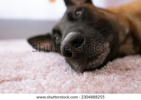 Cute belgian shepherd dog nose on pink background Royalty-Free Stock Photo #2304888255