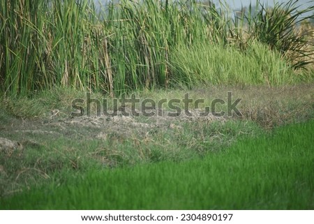 spring grass background,Green grass,Beautiful natural panoramic countryside landscape. Blooming wild high grass in nature at sunset warm summer. Pastoral scenery. Selective focusing on foreground.