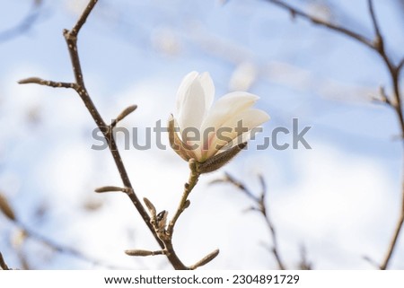 White magnolia against the blue sky. White Magnolia flower close up. Spring magnolia.