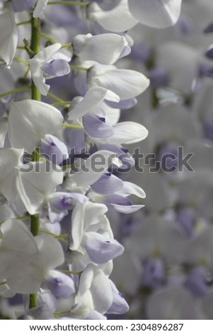 Wisteria flowers macro photography: white and purple petals