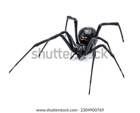Latrodectus mactans - southern black widow or the shoe button spider, a venomous species of spider in the genus Latrodectus. Florida native. Young female isolated on white background front side view Royalty-Free Stock Photo #2304900769