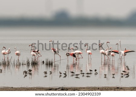 Flamingos and others in wet land