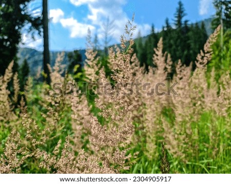 Close up on dry reed grass moving in the wind on an alpine meadow in the Karawanks in Carinthia, Austria. blurred background. Selected focus. Julian Alps, Triglav National Park. natural background