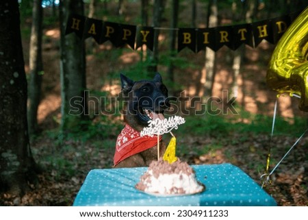 Dog Belgian Shepherd celebrating a birthday