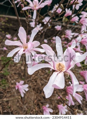 Magnolia stellata Rosea (Magnolia stellata Rosea) The flowers are pink, star-shaped, the color changes - at first pinkish, later almost white.