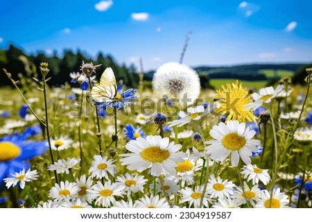  wild flower blooming field of cornflowers and daisies flowers ,poppy flowers, blue sunny sky ,butterfly and bee on flowers summer landscap Royalty-Free Stock Photo #2304919587