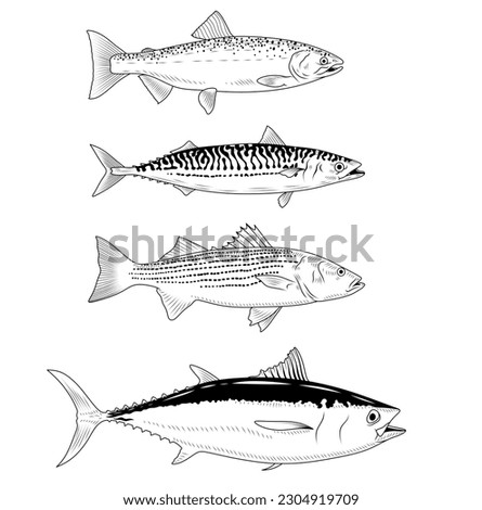 Black and white drawing of a fish. Seafood. Mackerel, salmon, tuna. Fishing illustration.