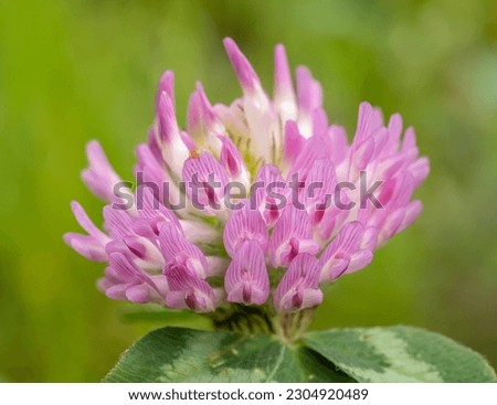 Macro photography with red clover flower.