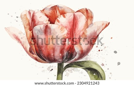 tulip isolated on  watercolor painting Abstract background.
