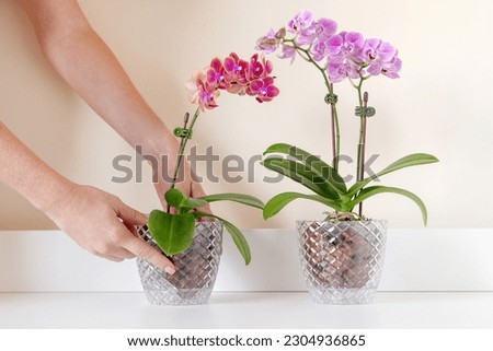 Woman decorating room with blooming mini phalaenopsis orchids in a clear pots. Hands only in frame. High quality photo. Royalty-Free Stock Photo #2304936865
