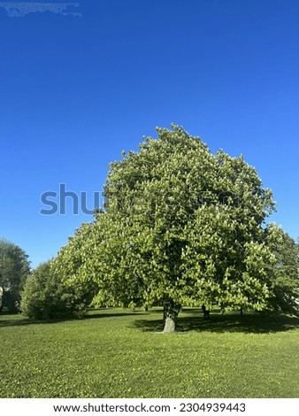 Green blooming chestnut in the blue sky
