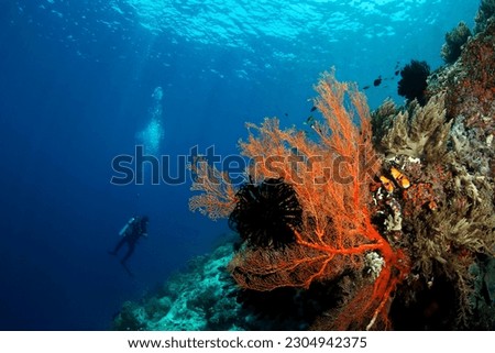 Scuba Diver and Coral Reef against Surface in Misool, Raja Ampat. West Papua, Indonesia