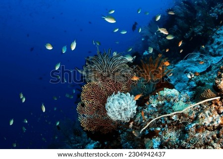 Colorful Coral Reef in Misool, Raja Ampat. West Papua, Indonesia