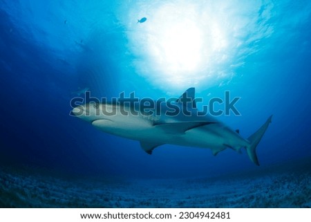 Caribbean Reef Shark (Carcharhinus perezi) over Sandy Sea Grass Bottom. Tiger Beach, Bahamas