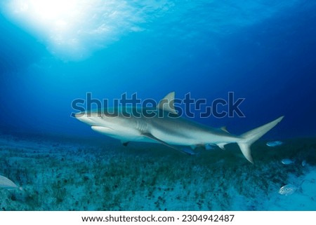 Caribbean Reef Shark (Carcharhinus perezi) over Sandy Sea Grass Bottom. Tiger Beach, Bahamas