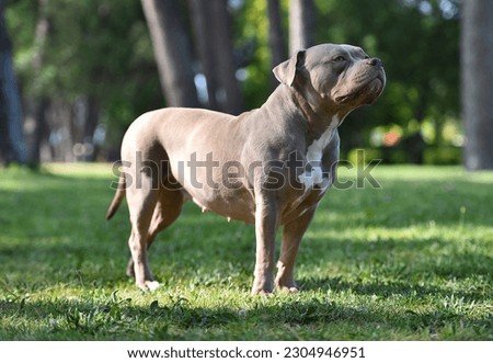 A muscular american bully dog in the green park Royalty-Free Stock Photo #2304946951