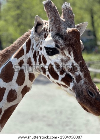 Close-Up pictures of a giraffe