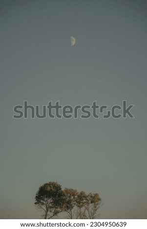 A single tree below the picture with moon in the sky. 