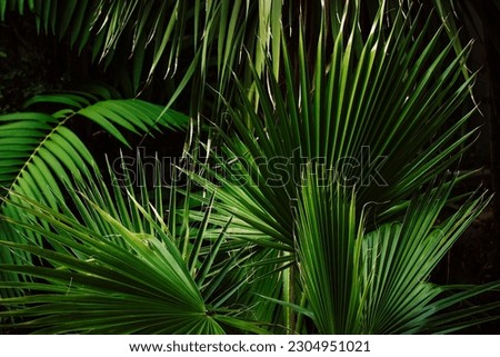 Background of palm leaves on a black background. Lots of foliage, shrubs and trees in a tropical botanical garden park in summer. Floral pattern. Exotic plants are growing outdoors. Deep green color.